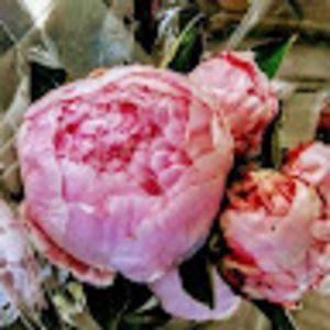 Meet your Posher, Teresa